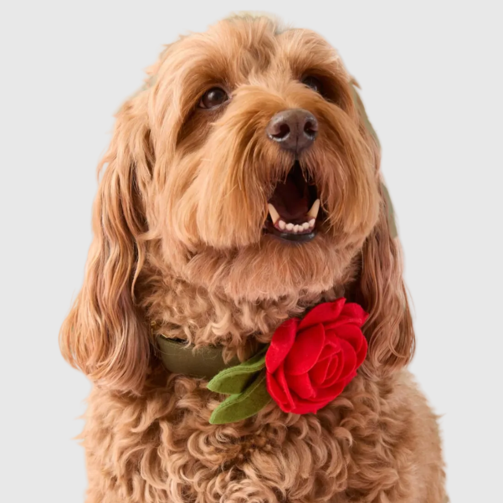 RED ROSE Dog Collar Flower