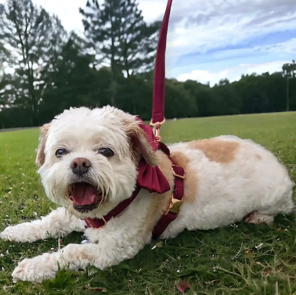 LUXE VELVET Leash - Burgundy