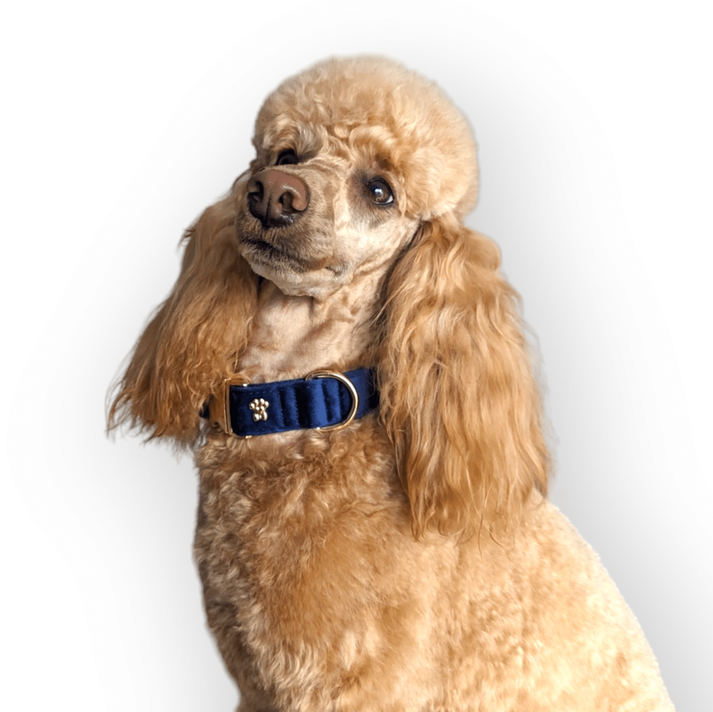 LUXE VELVET  Collar - Midnight Blue