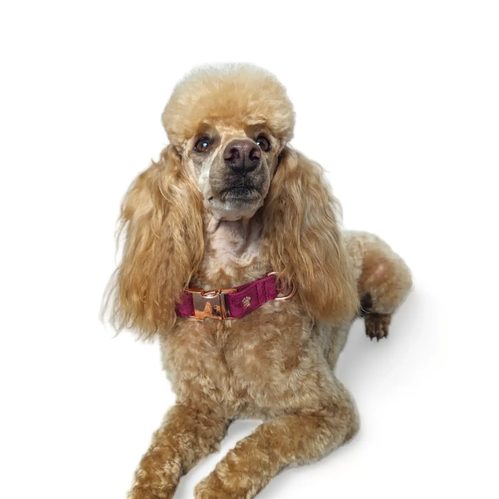 LUXE VELVET Collar - Burgundy