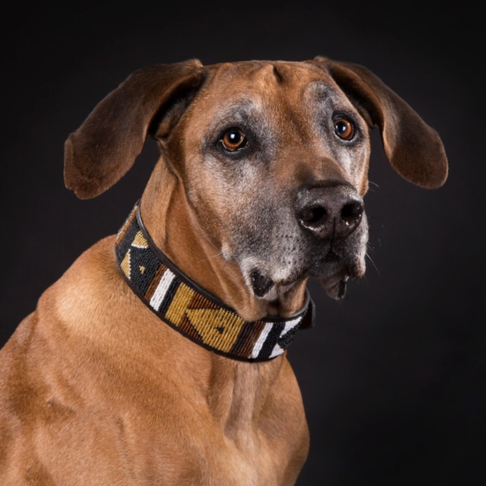LOVEDOG Silver Star Collar, wide (Size M)