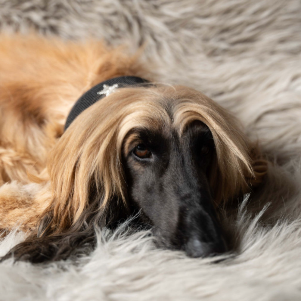 LOVEDOG Black & Silver Star Collar