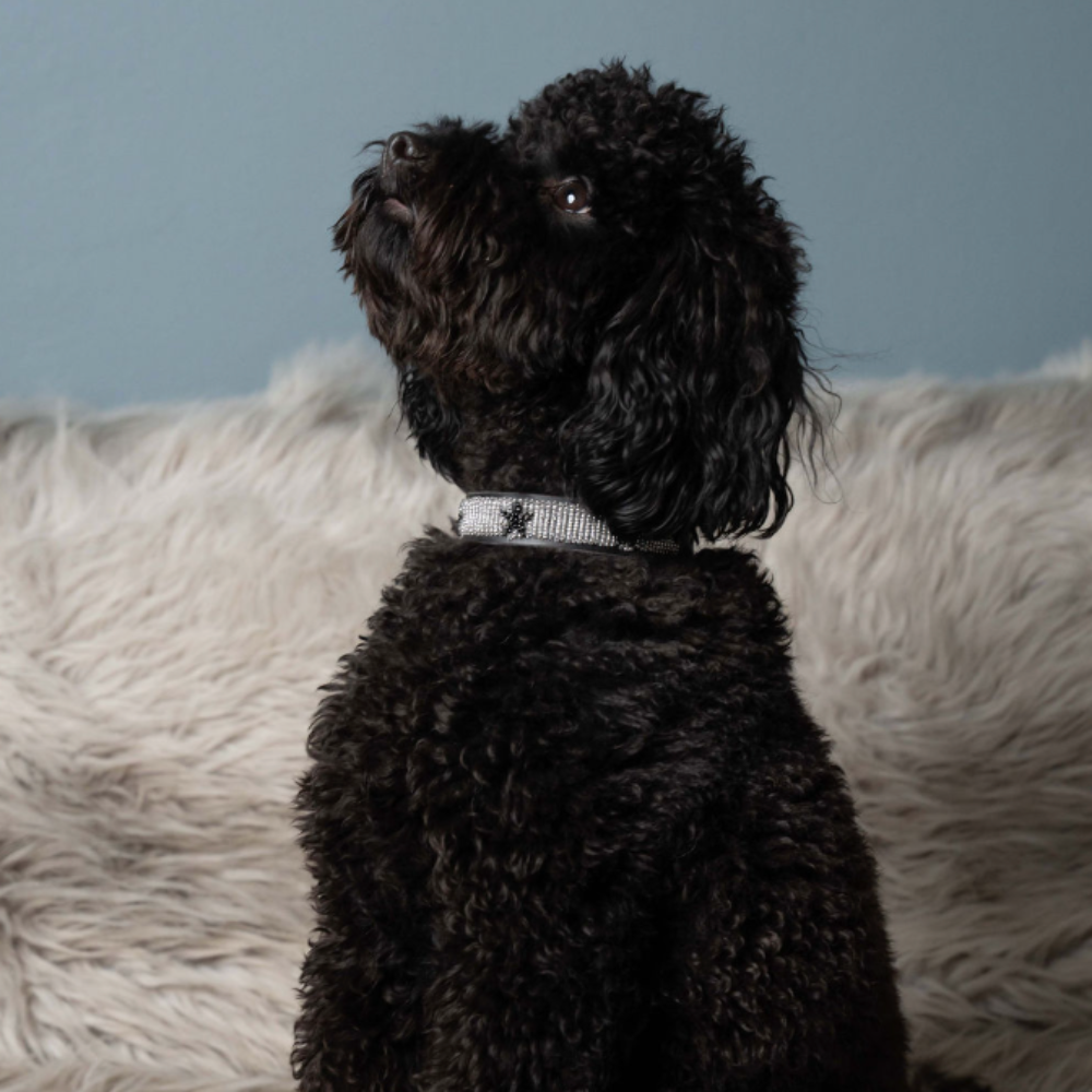 LOVEDOG Silver & Black Star Collar