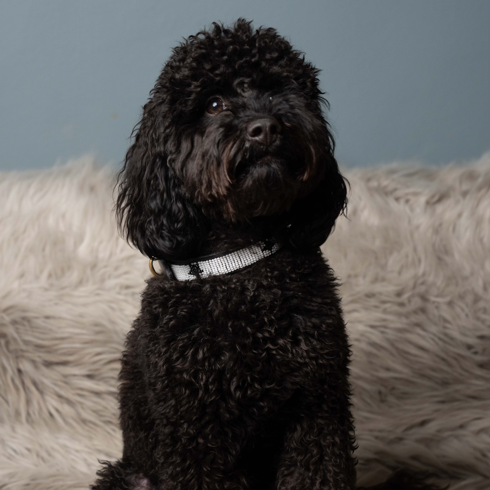 LOVEDOG White & Black Star Collar