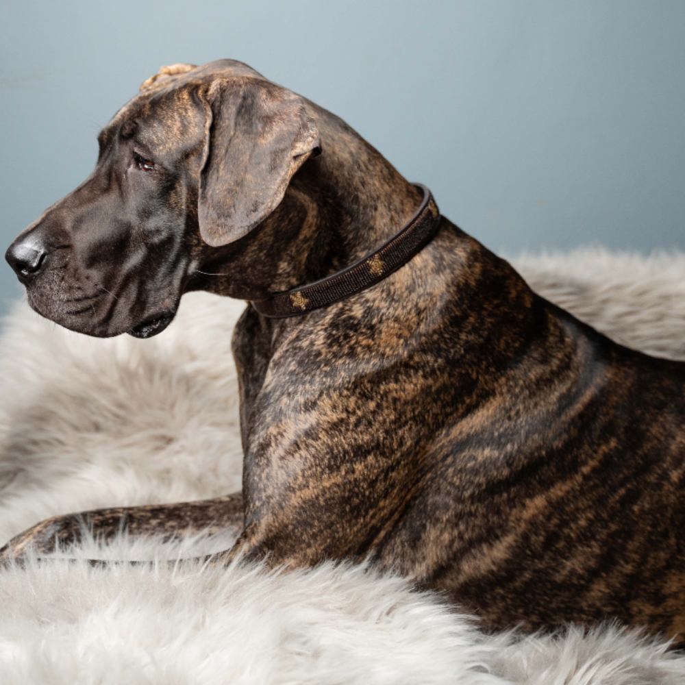 LOVEDOG Brown & Gold Star Collar