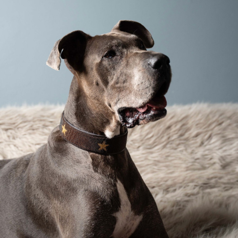 LOVEDOG Brown & Gold Star Collar - Wide