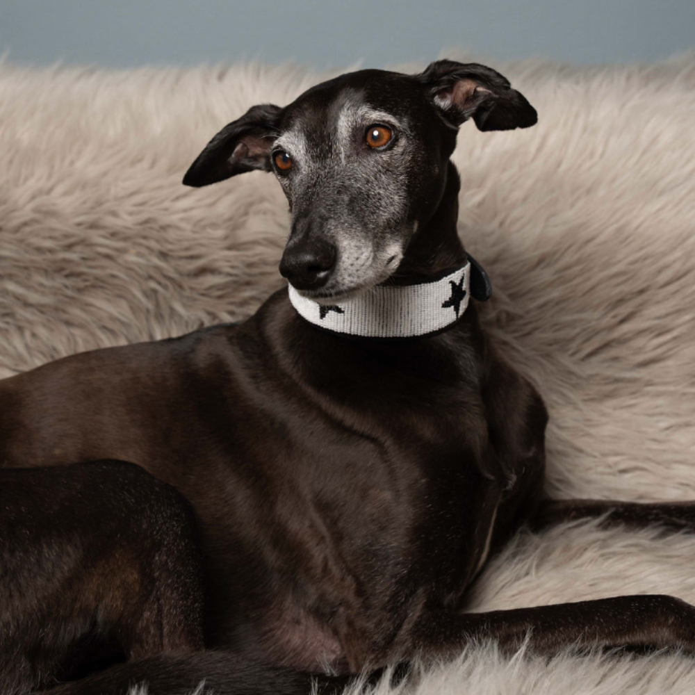 LOVEDOG White & Black Star Collar - Wide
