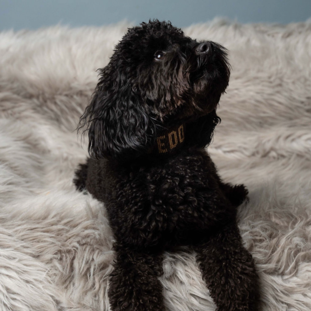 LOVEDOG Brown & Gold Collar - Wide