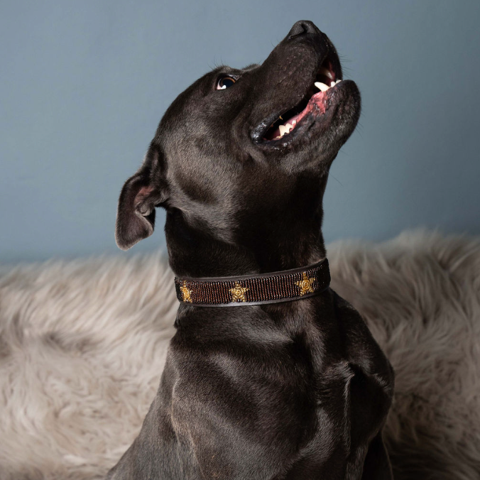LOVEDOG Brown & Gold Star Collar