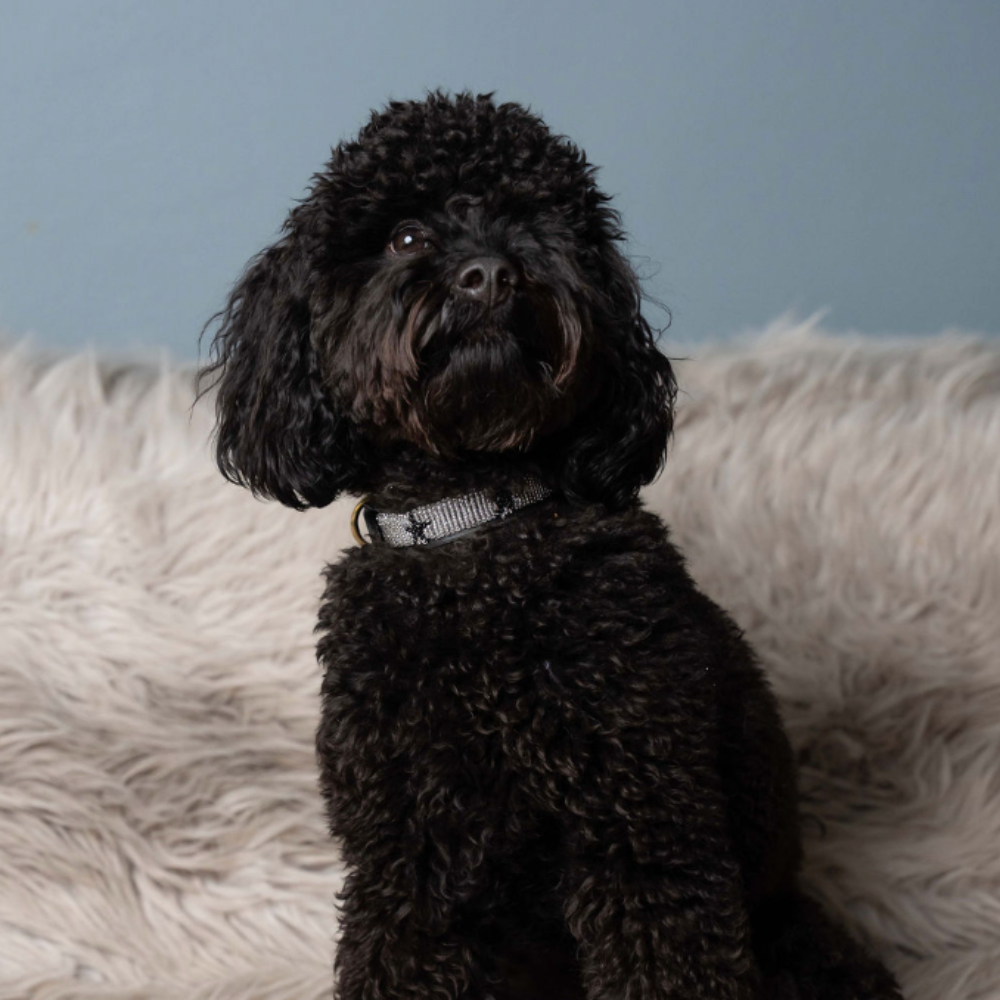 LOVEDOG Silver & Black Star Collar