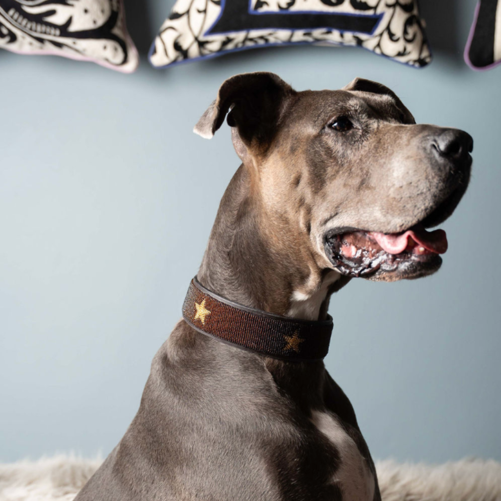 LOVEDOG Brown & Gold Star Collar - Wide
