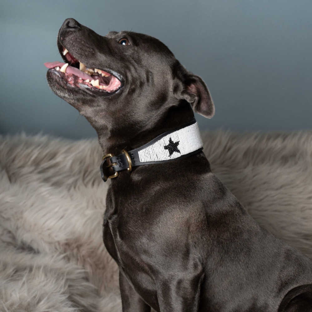 LOVEDOG White & Black Star Collar - Wide