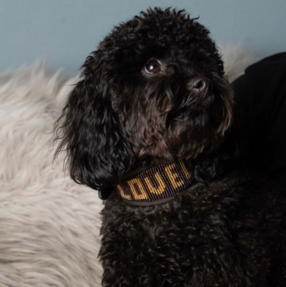 LOVEDOG Brown & Gold Collar - Wide