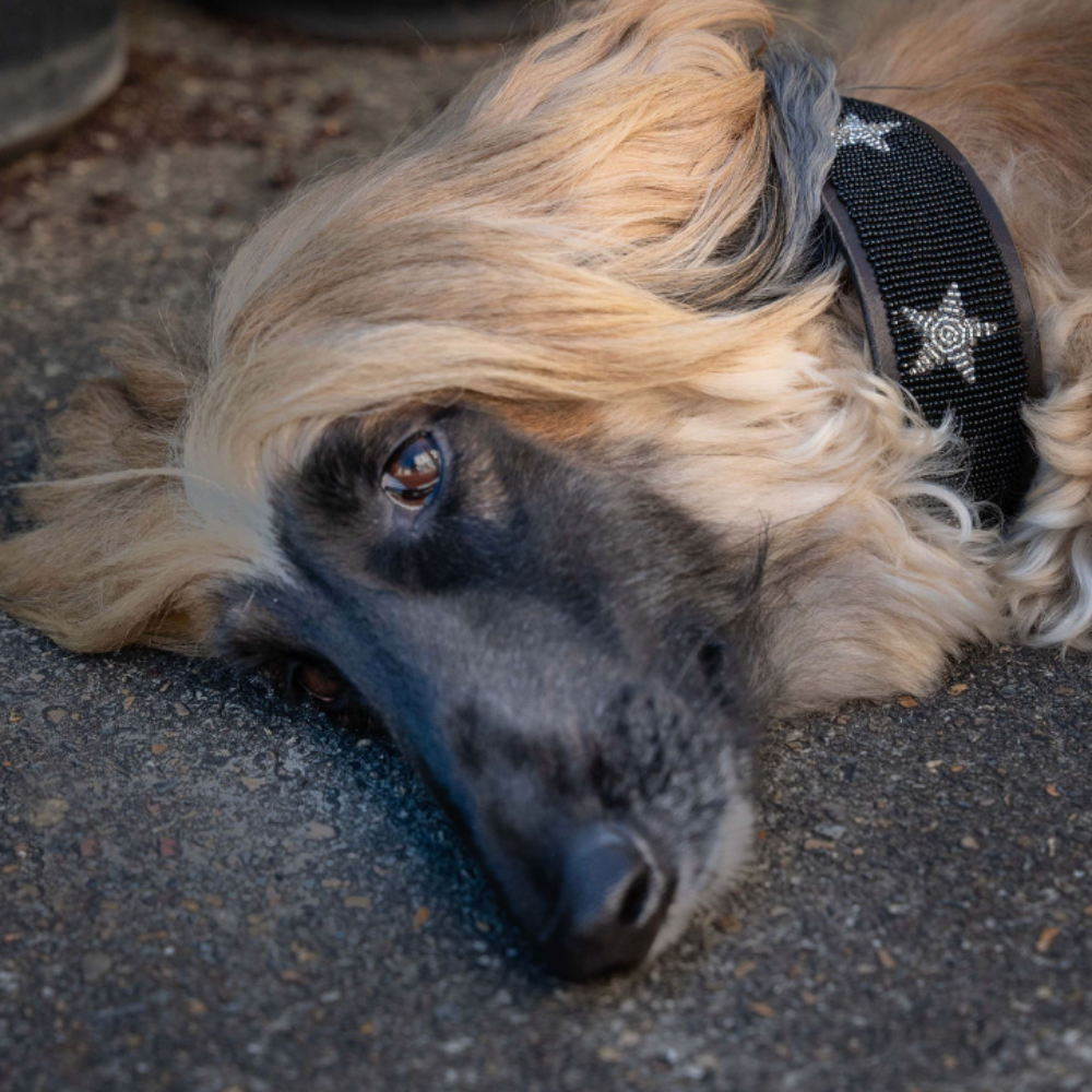 LOVEDOG Black & Silver Star Collar - Wide
