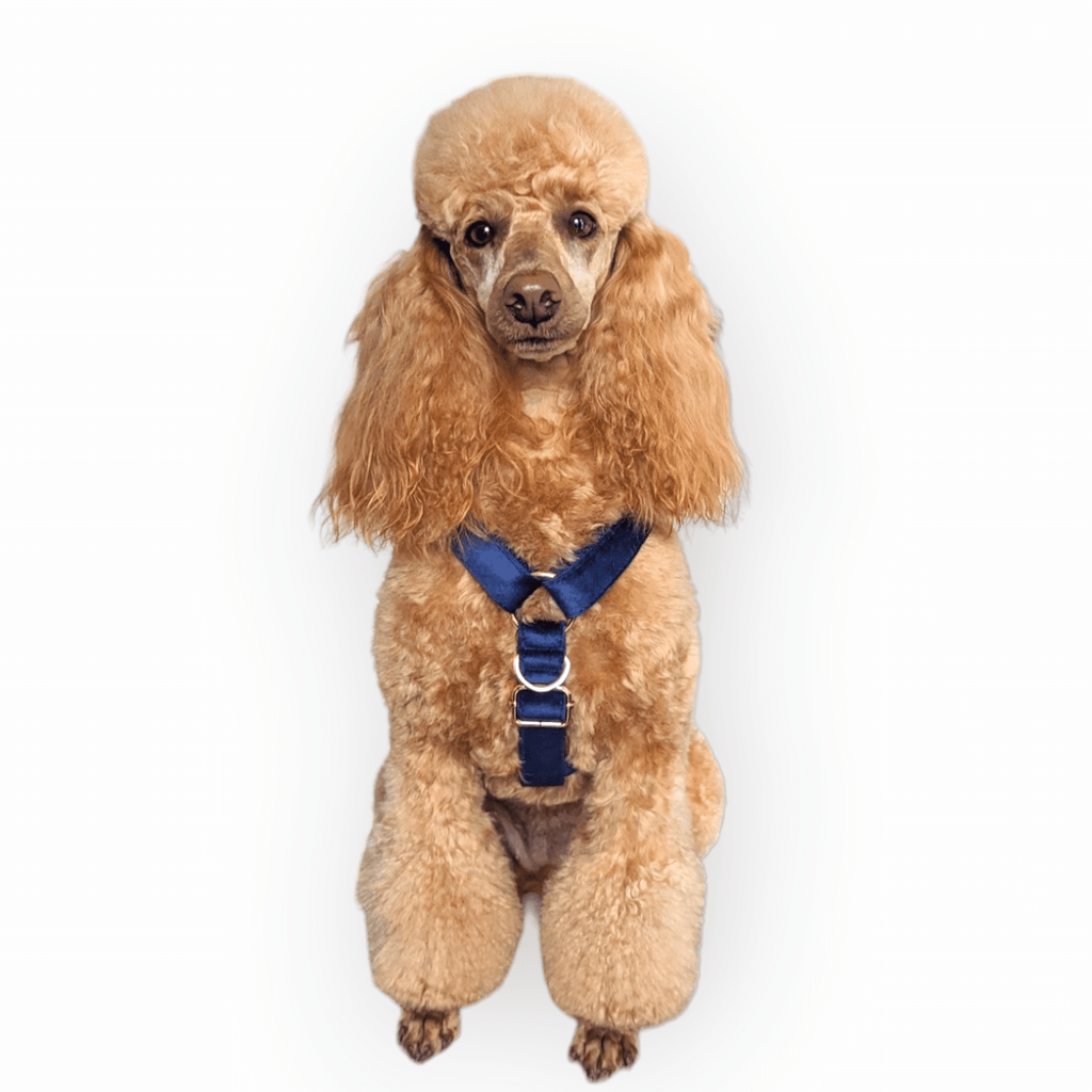 Luxe Velvet "No-Pull" Harness - Midnight Blue: X Small