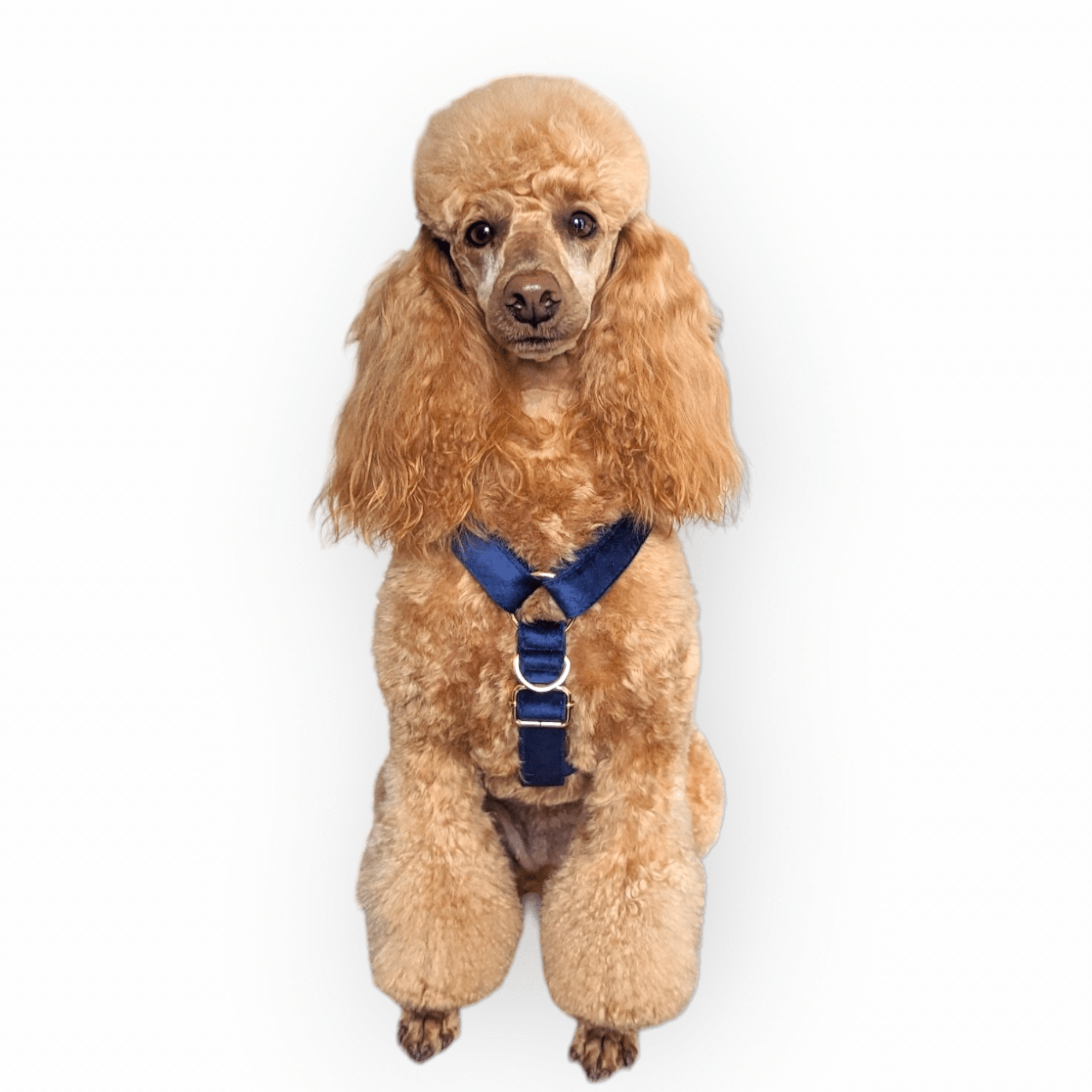 Luxe Velvet "No-Pull" Harness - Midnight Blue: X Small