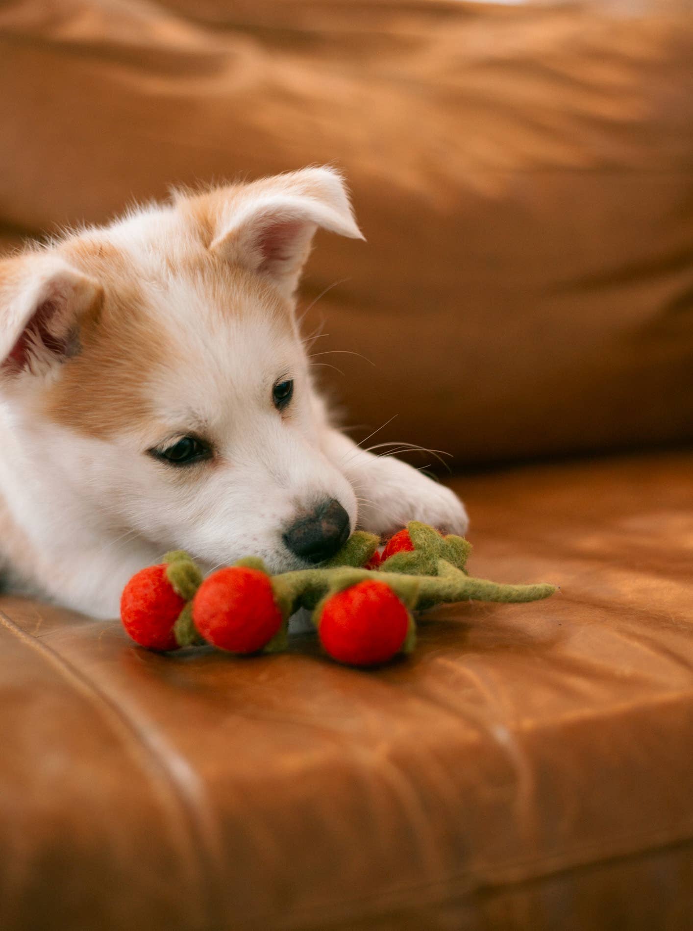 CHERRY TOMATO VINE Wool Dog & Cat Toy