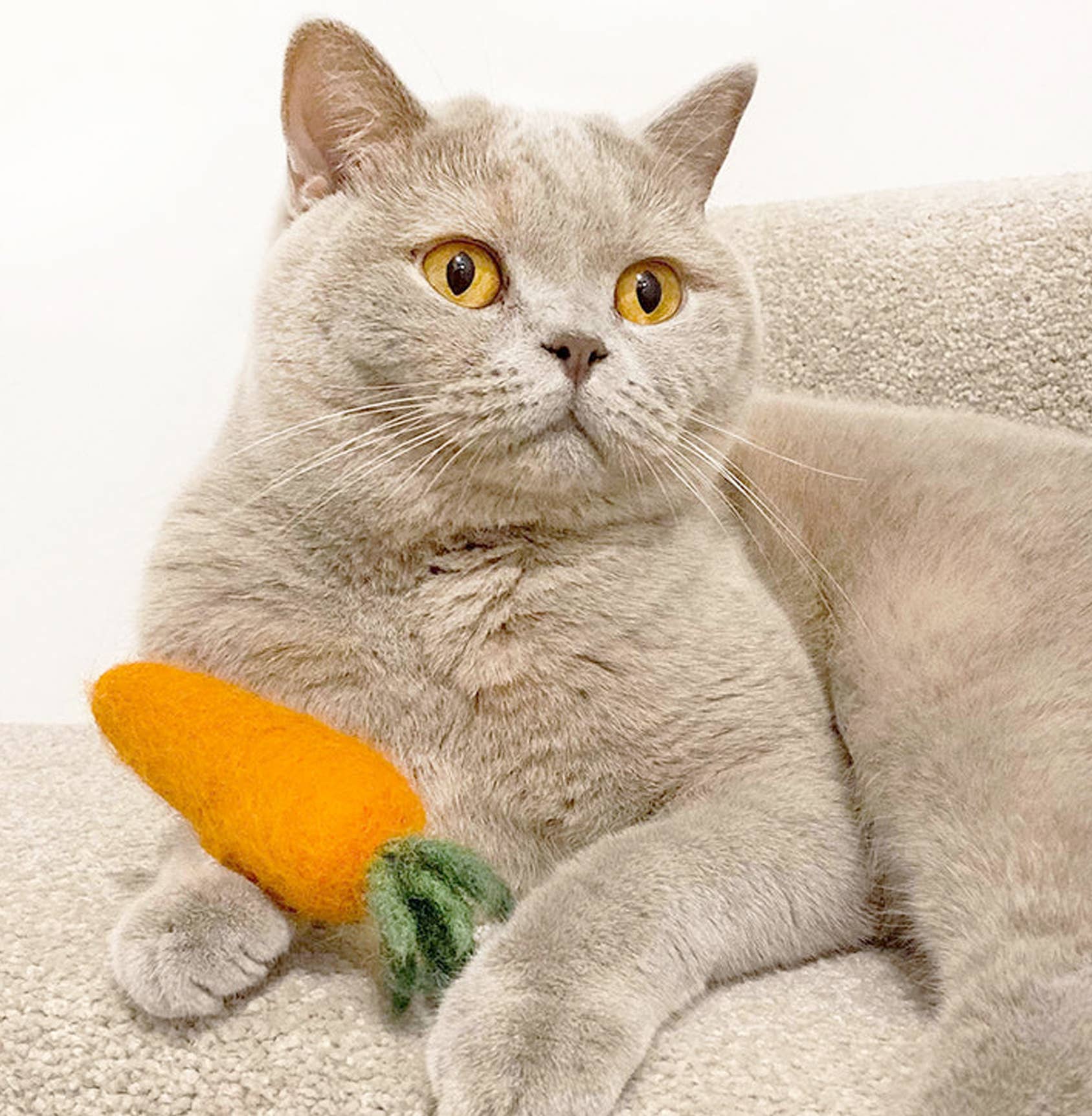 KITTY CARROTS: Small