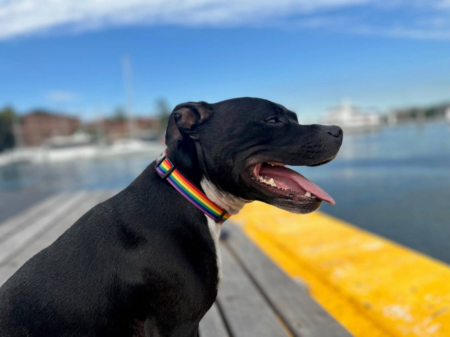 Rainbow Recycled Dog Collar: Small