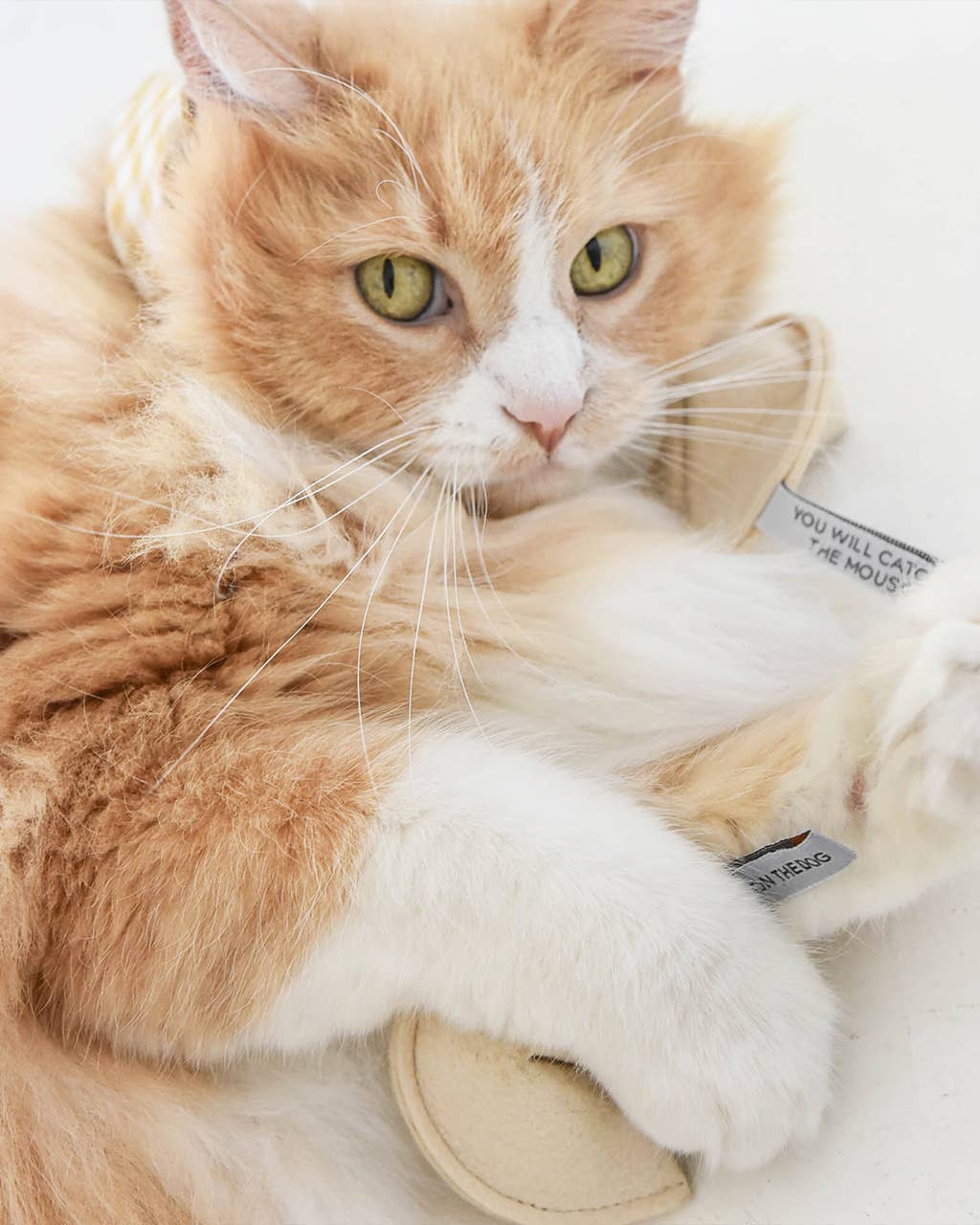 KITTY FORTUNE COOKIE (Options Available): Blame It on the Dog