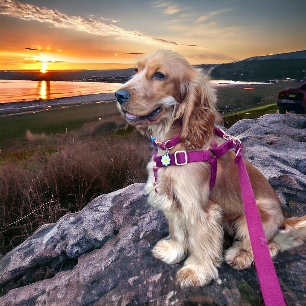 Luxe Velvet 4-in-1 Convertible Leash - Burgundy