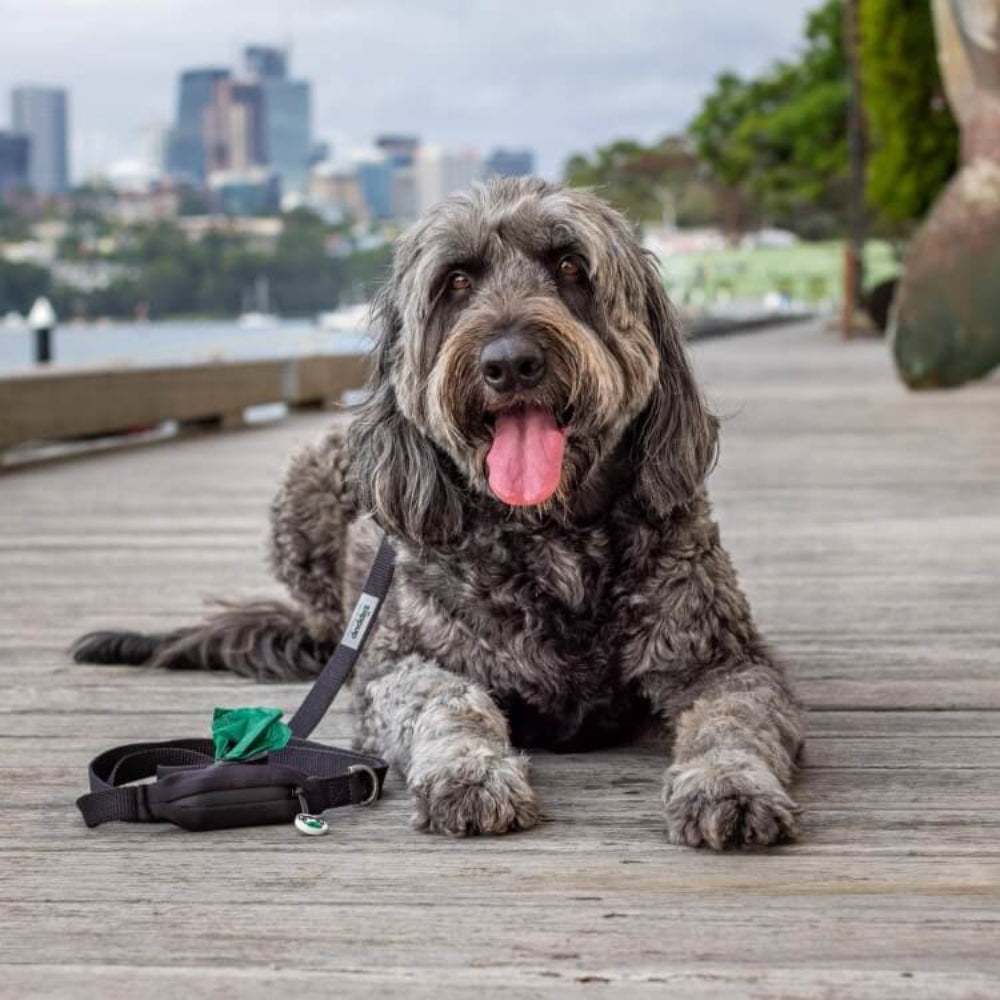 BLACK DOG Leash with Built-in Poop Bag Holder