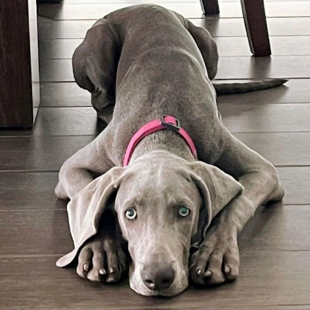PINK DOG Recycled Collar