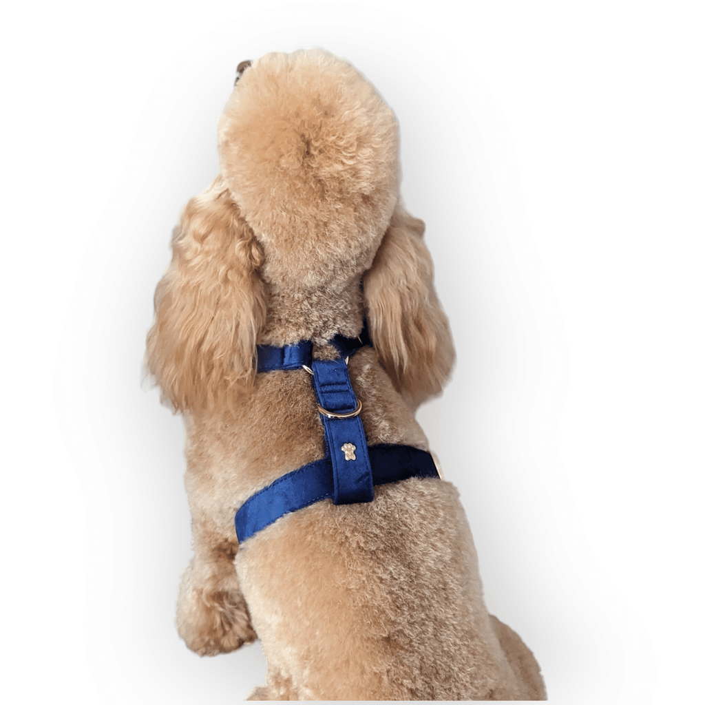 Luxe Velvet "No-Pull" Harness - Midnight Blue: X Small