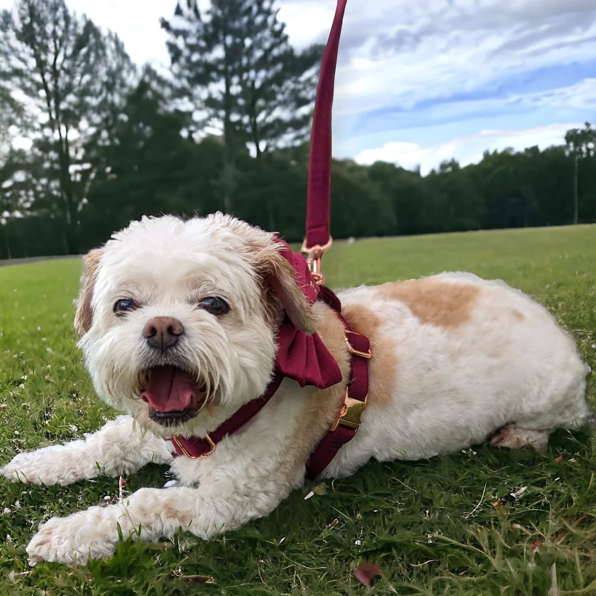 Luxe Velvet 4-in-1 Convertible Leash - Burgundy