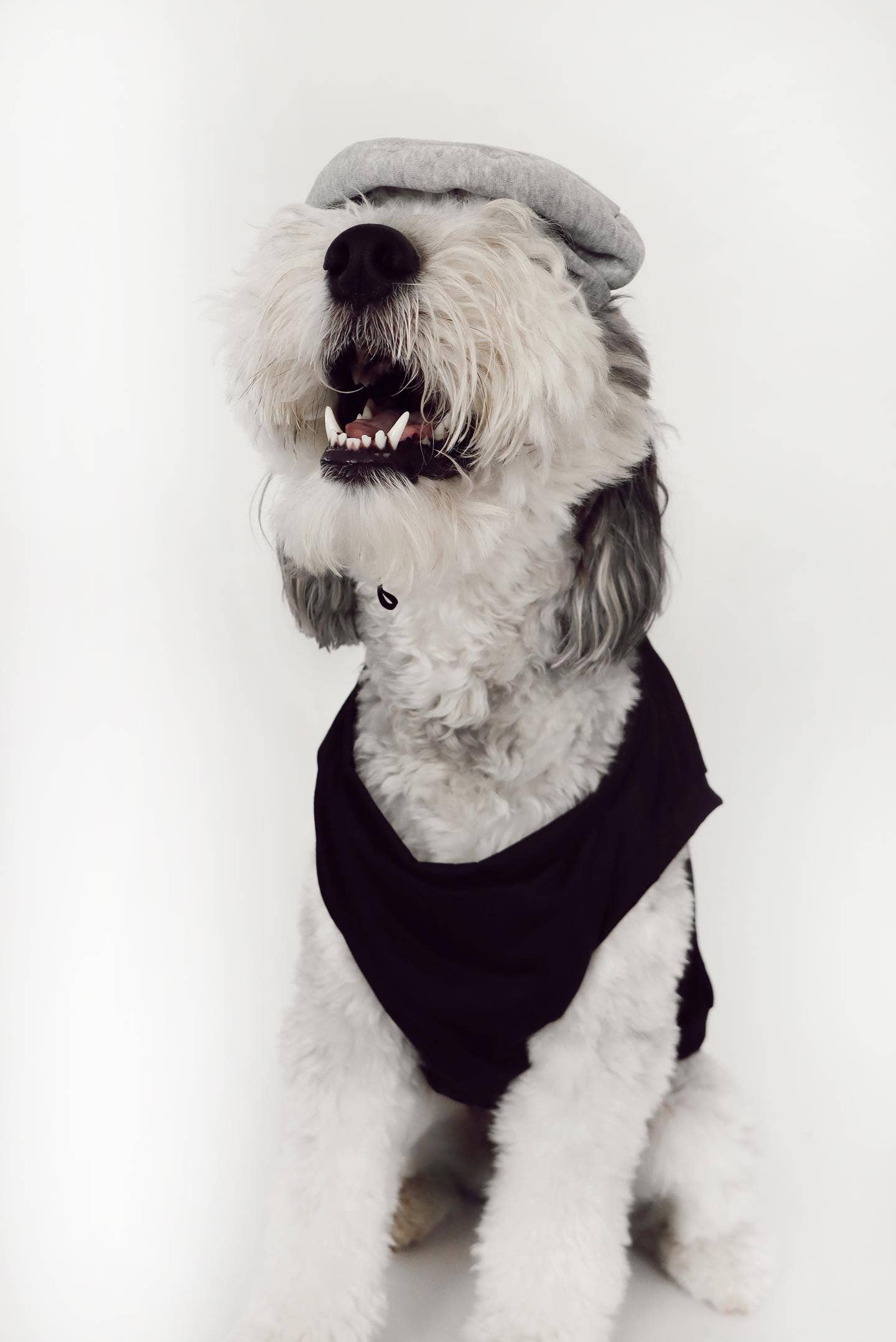 Midlee Salt & Pepper Dog Costume: Large - 15" / Salt
