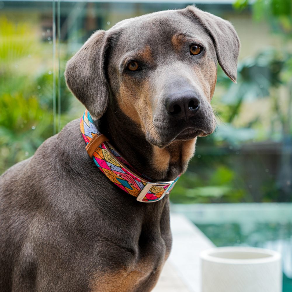 SAND DUNES Leather Dog Collar