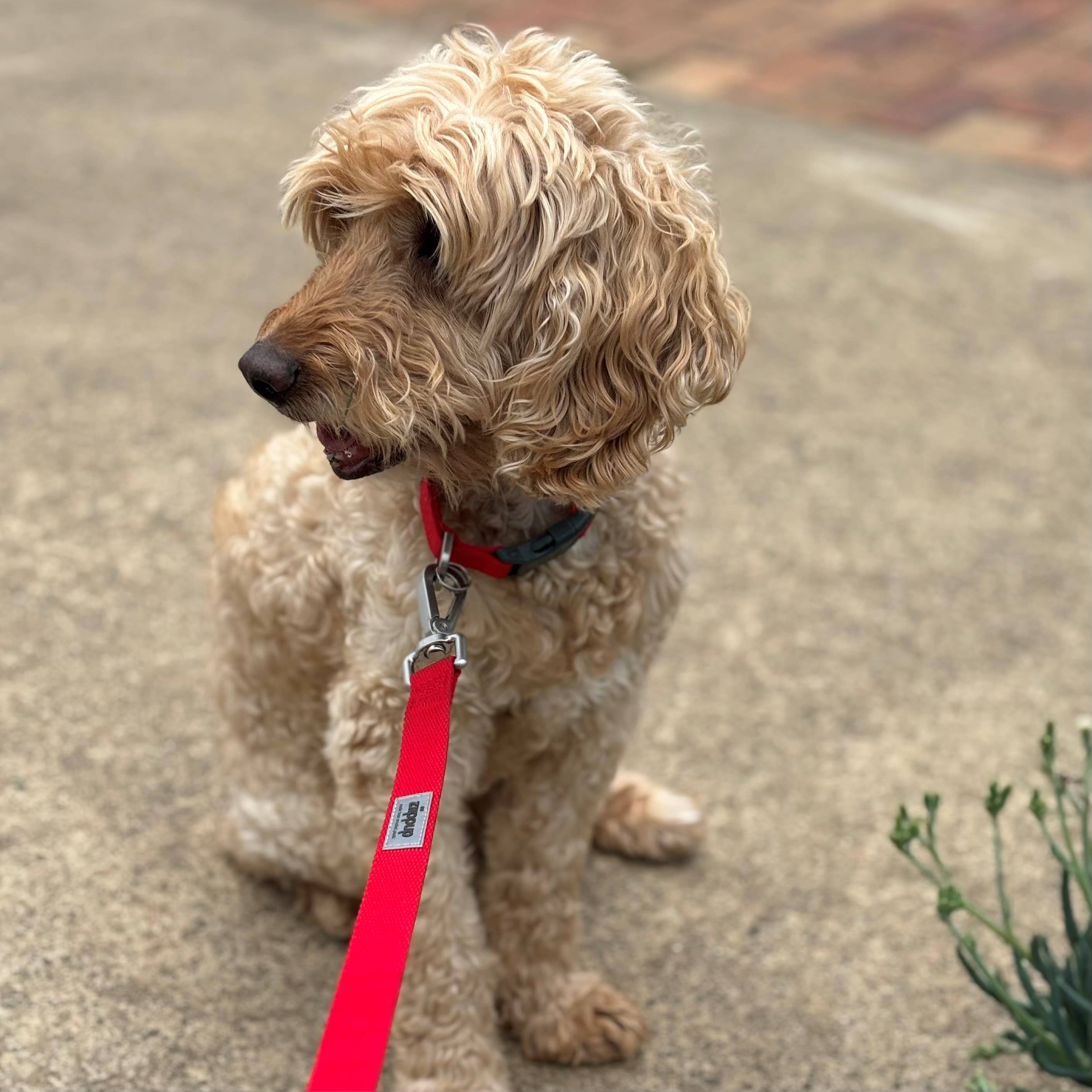 Red Recycled Dog Collar: Large