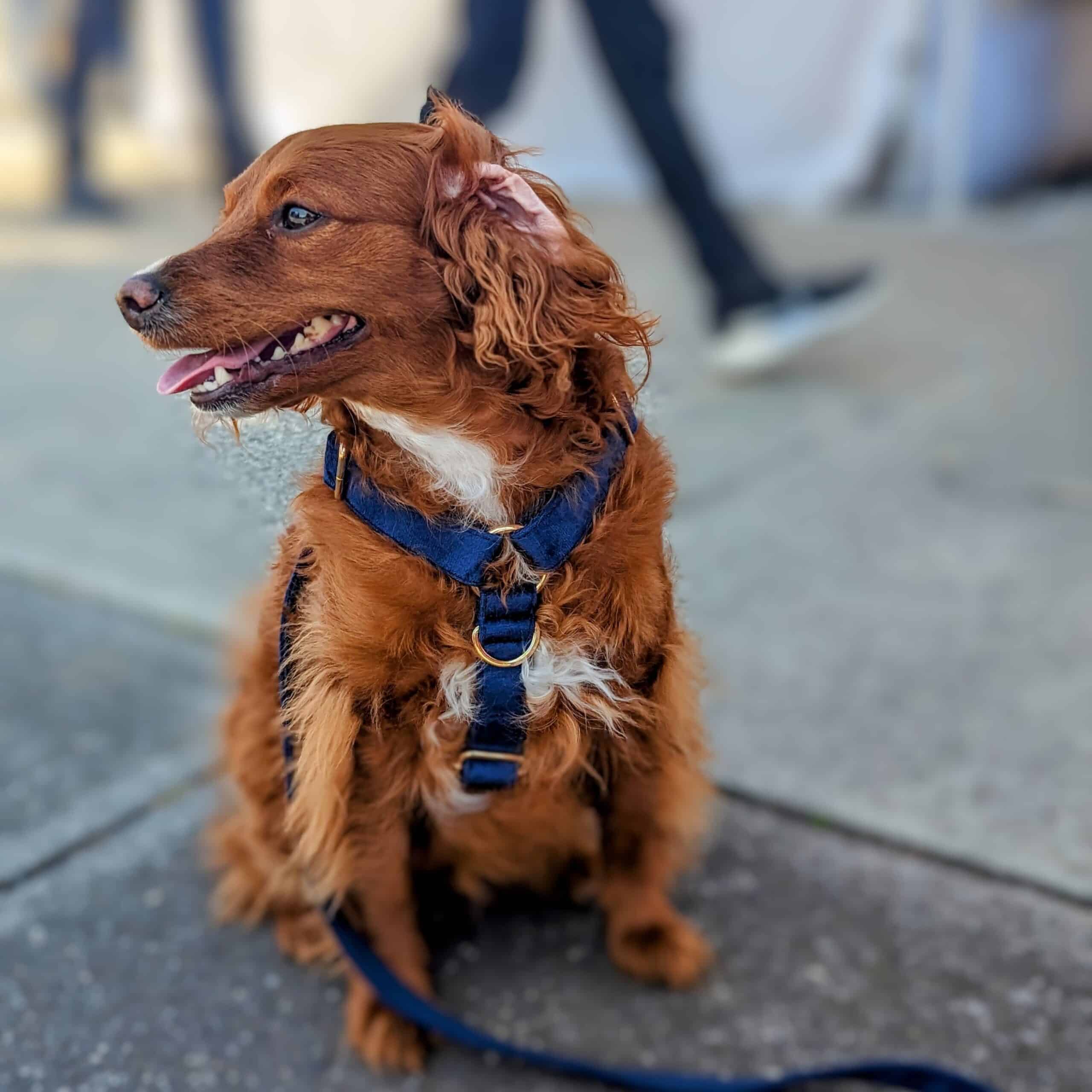 Luxe Velvet "No-Pull" Harness