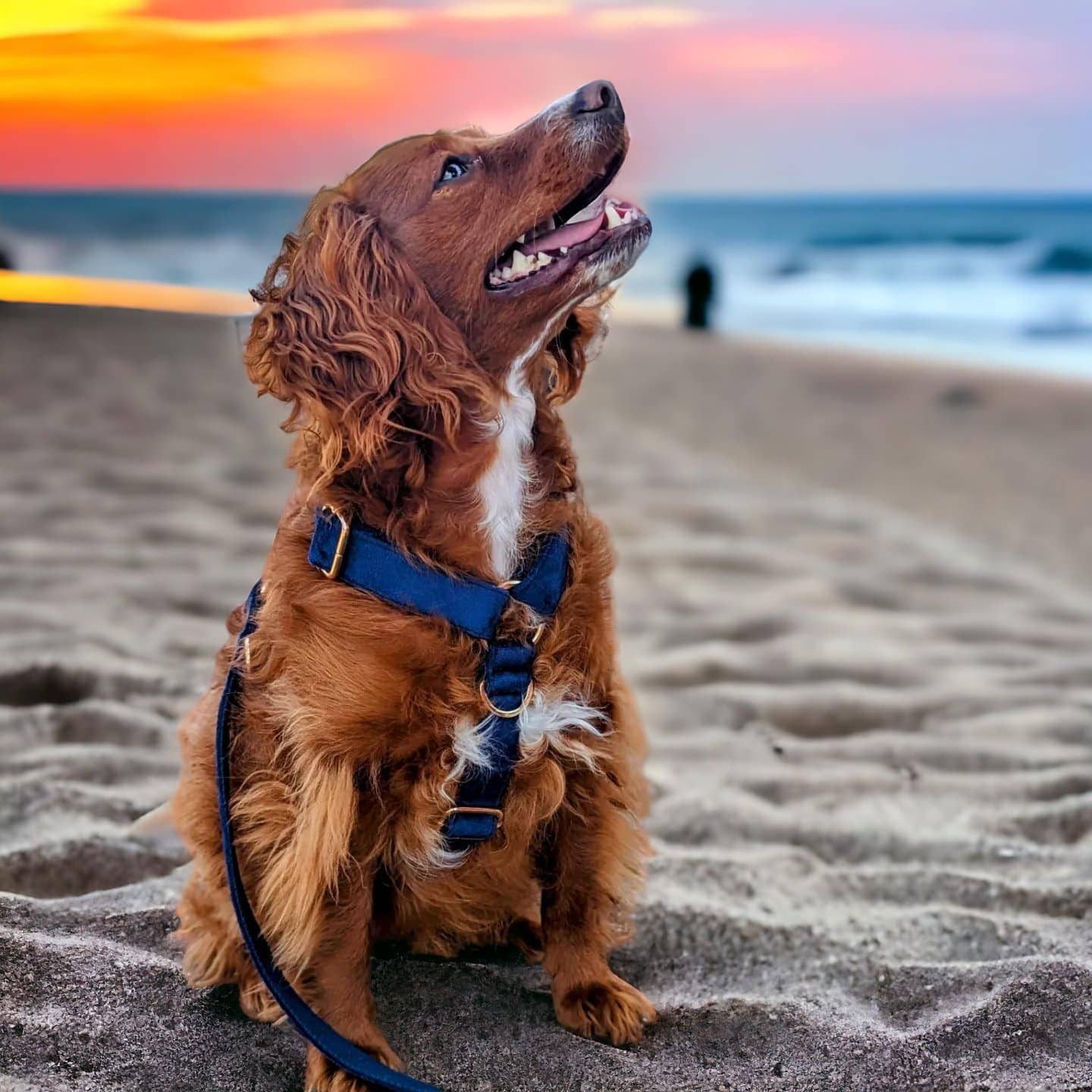 Luxe Velvet 4-in-1 Convertible Leash