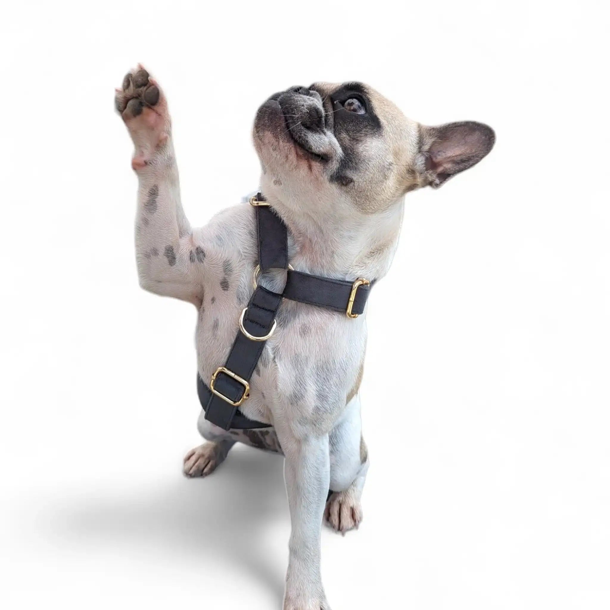 Luxe Velvet "No-Pull" Harness - Slate Grey: X Large