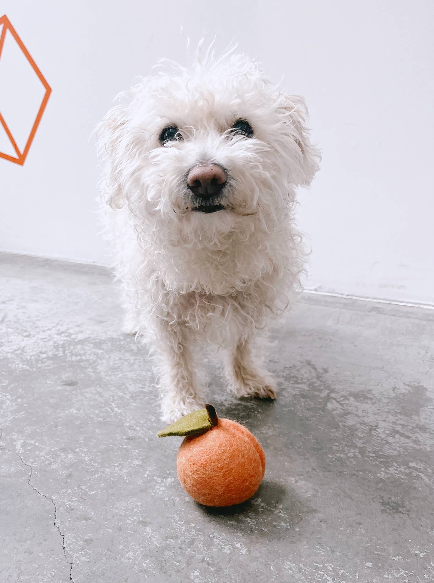 DOGGY PEACH