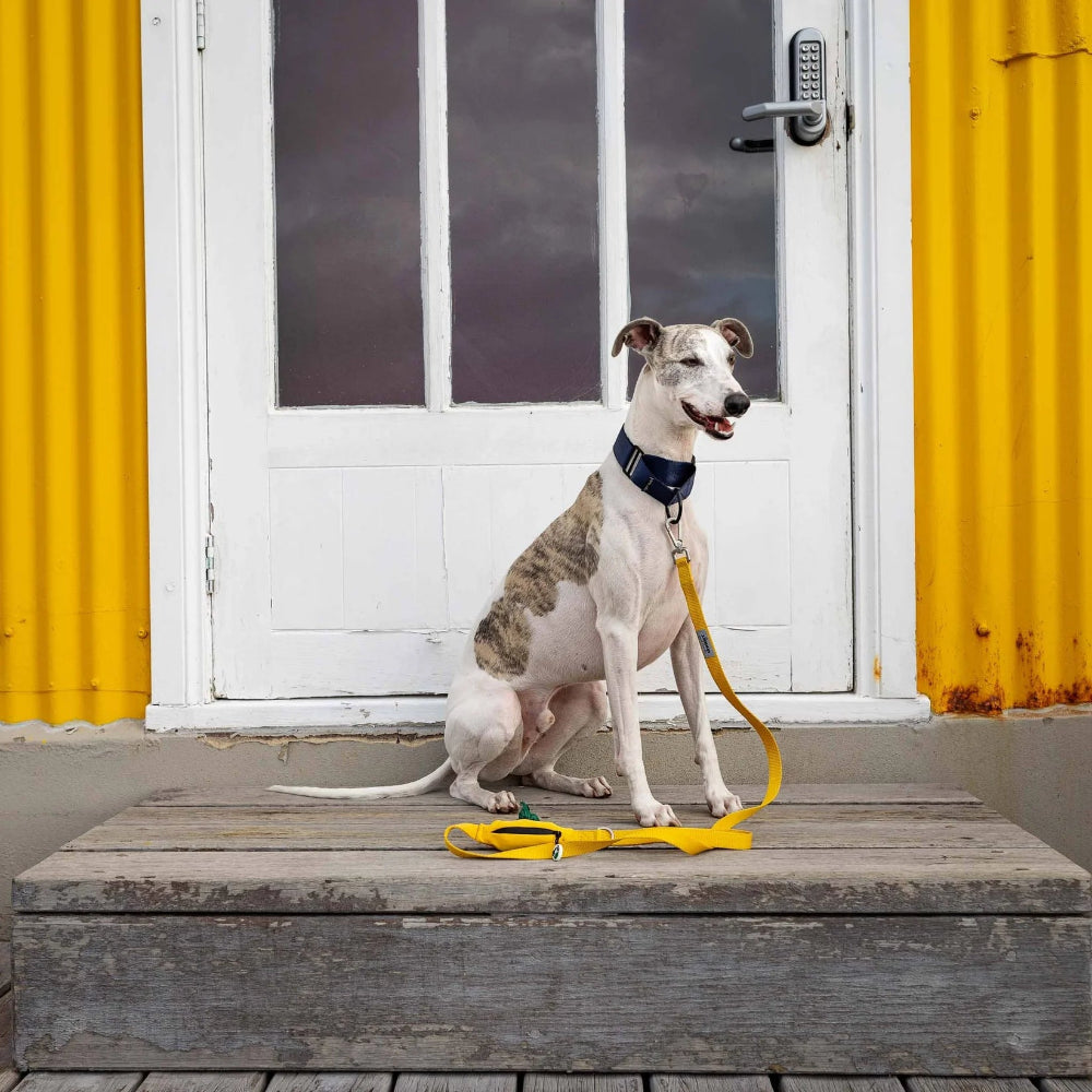 YELLOW DOG Leash with Built-in Poop Bag Holder