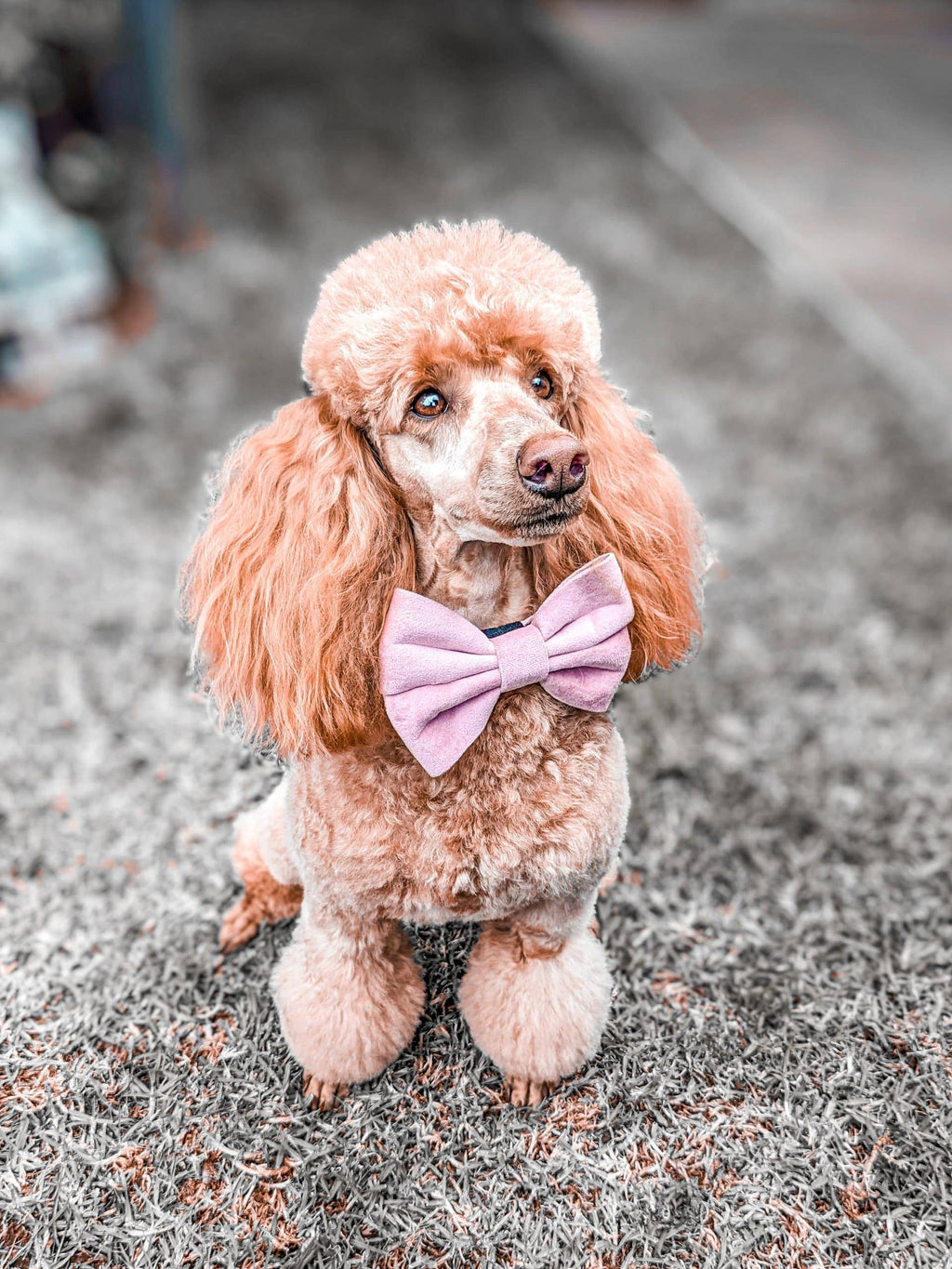 Luxe Velvet Collar - Dusty Rose