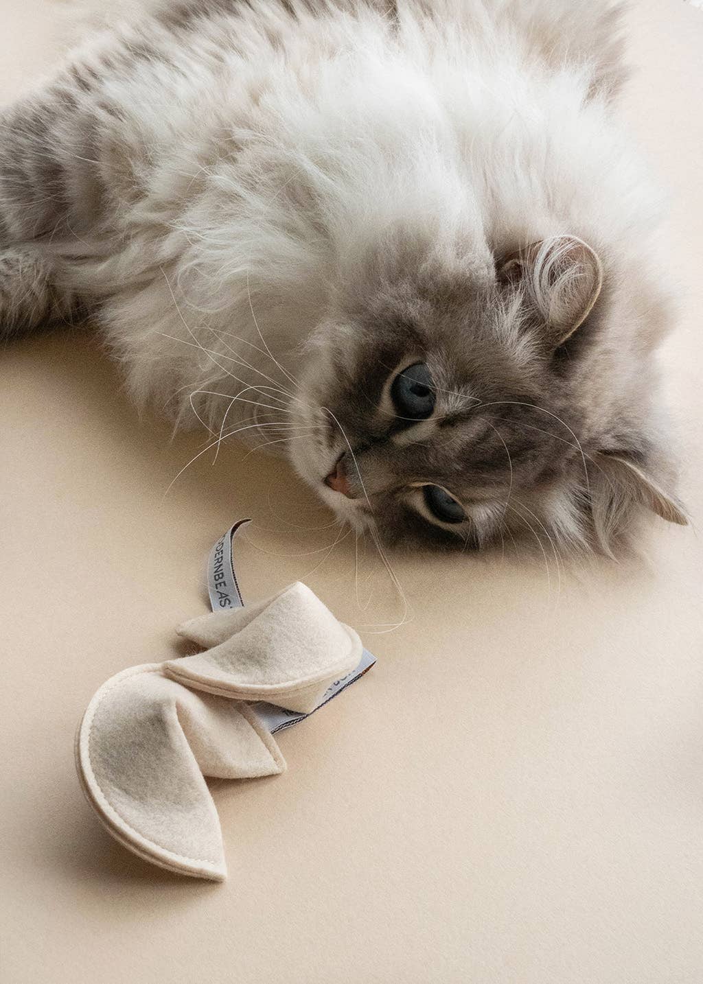 KITTY FORTUNE COOKIE (Options Available): Blame It on the Dog