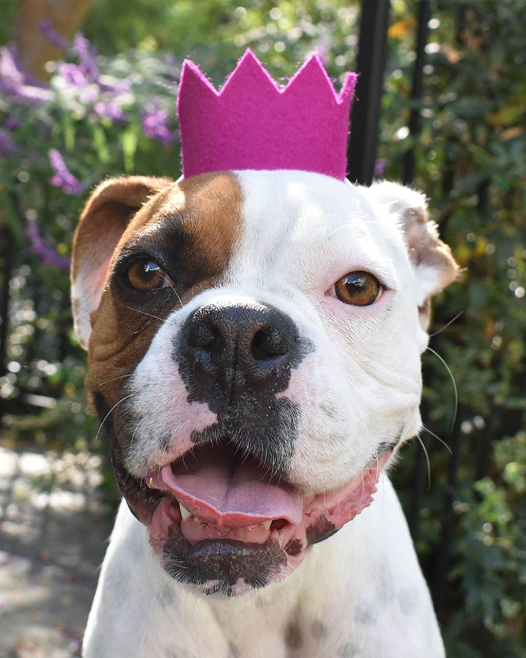 PARTY BEAST CROWN (Options Available): Blue