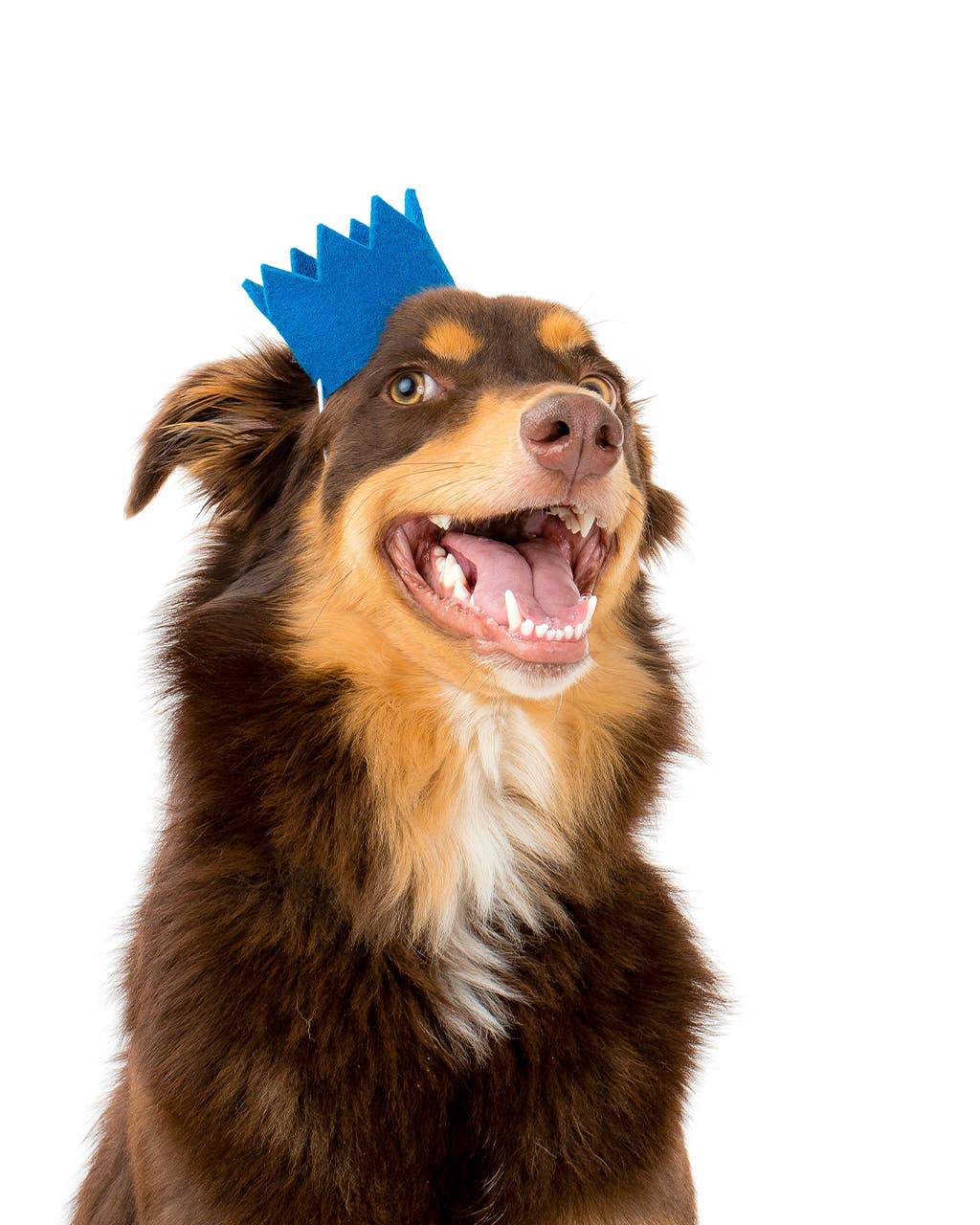 PARTY BEAST CROWN (Options Available): Blue