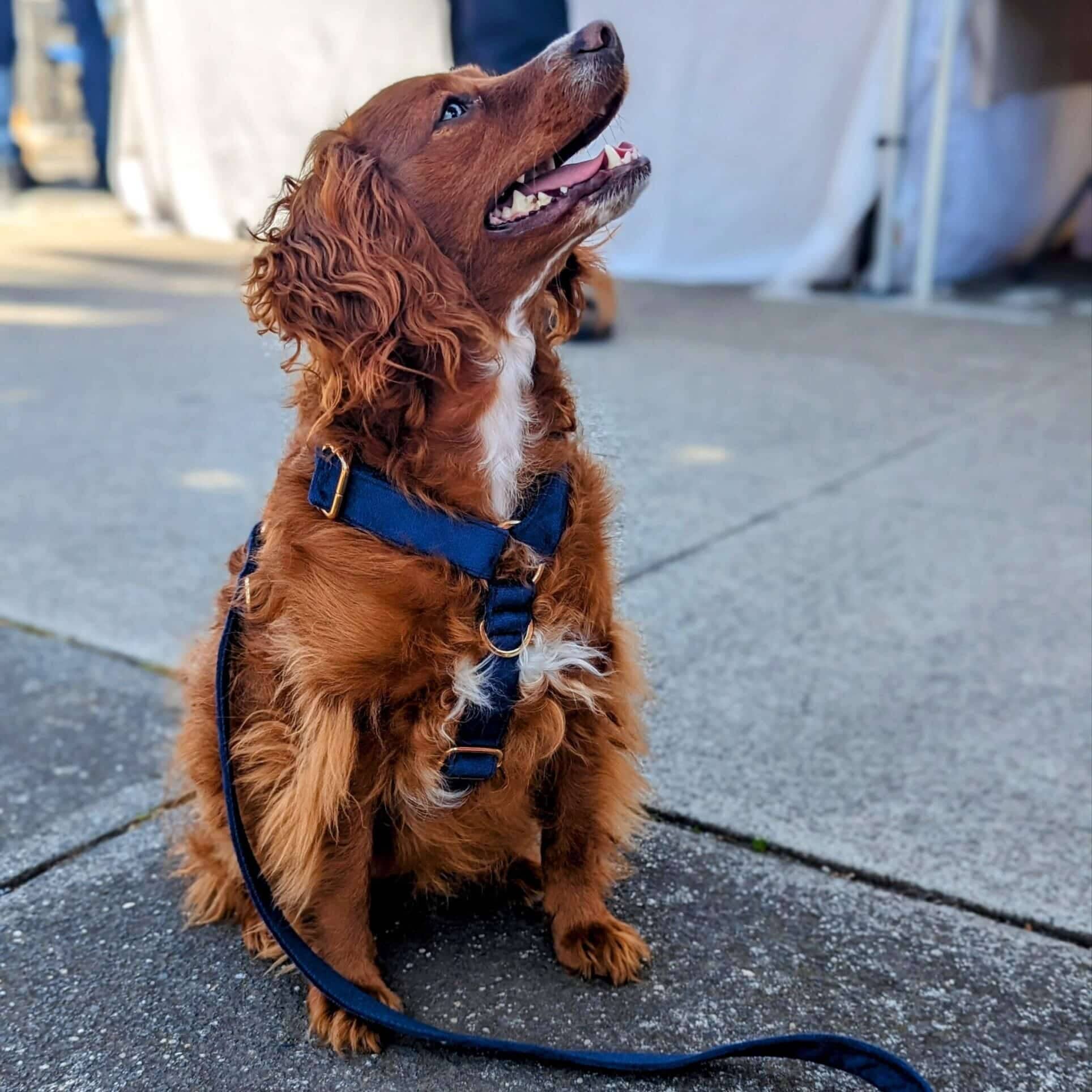 Luxe Velvet "No-Pull" Harness