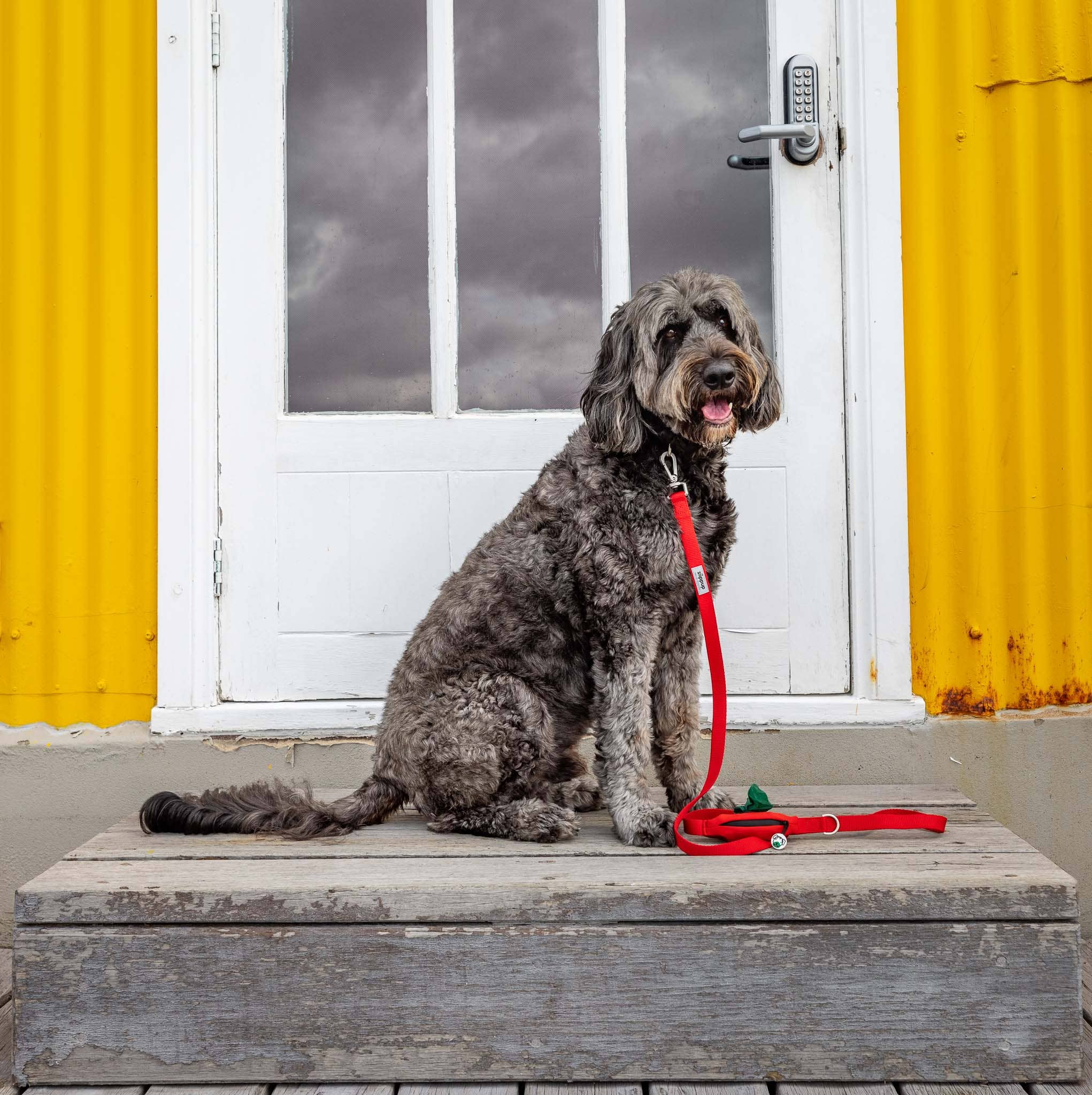 Red Dog Leash with Built-in Poop Bag Holder