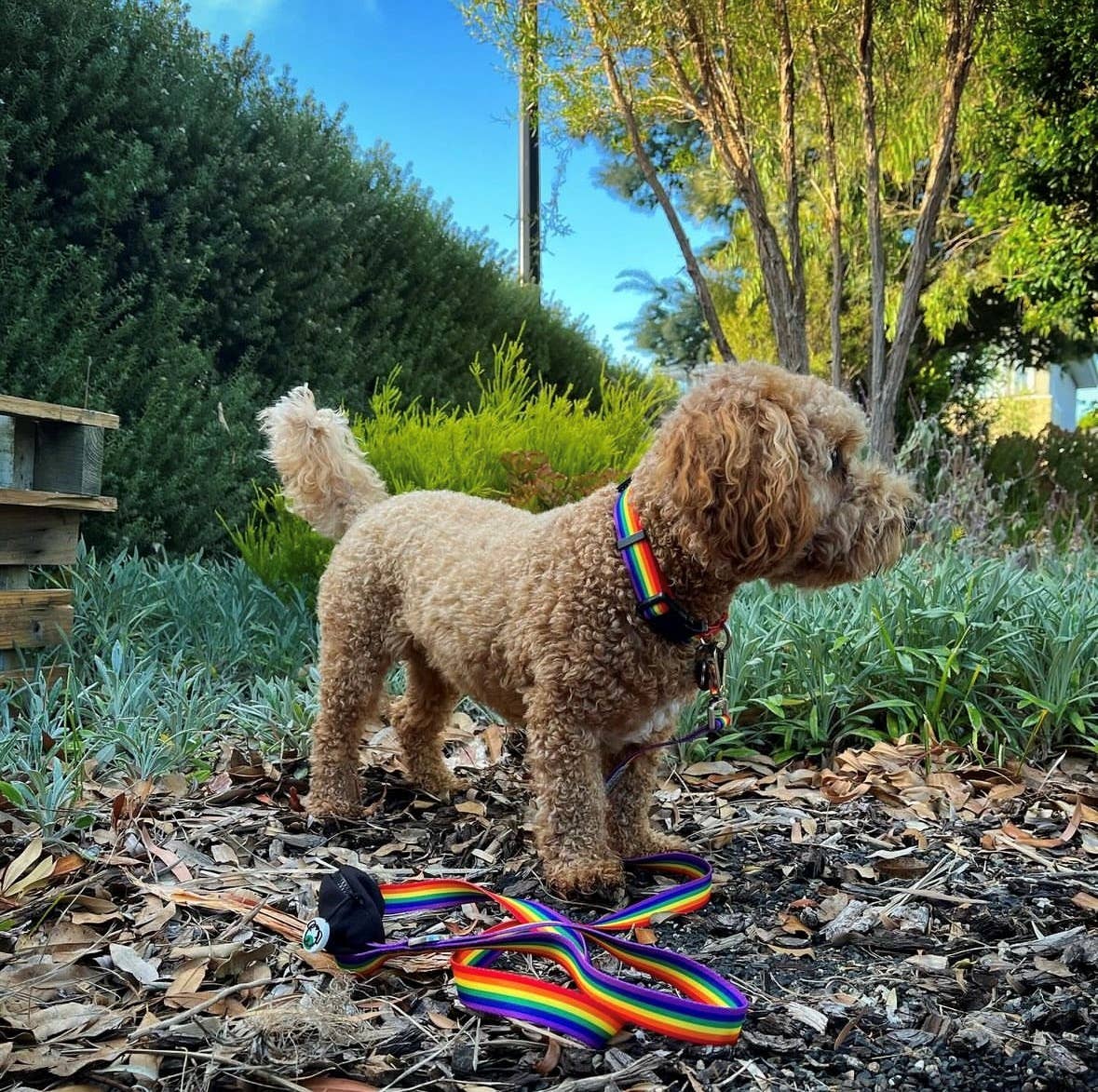 Rainbow Recycled Dog Collar: Small
