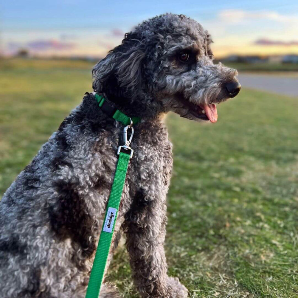 GREEN DOG Leash with Built-in Poop Bag Holder