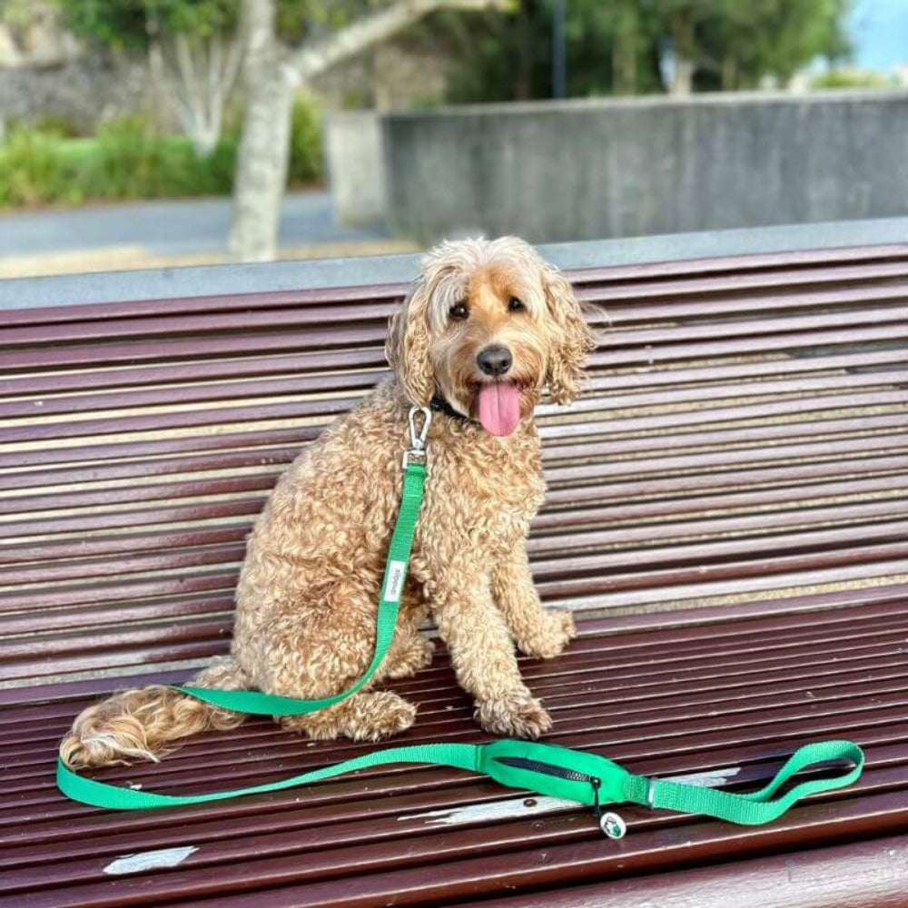 GREEN DOG Leash with Built-in Poop Bag Holder