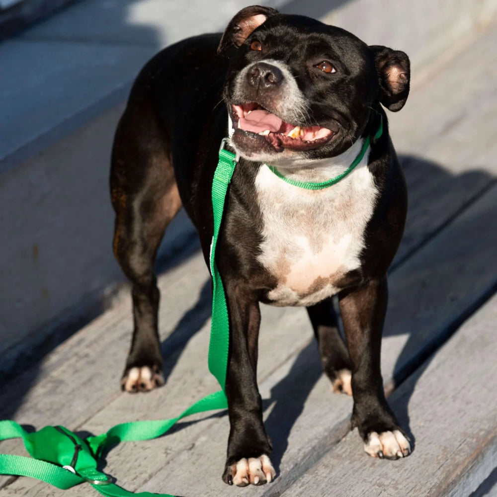 GREEN DOG Recycled Collar
