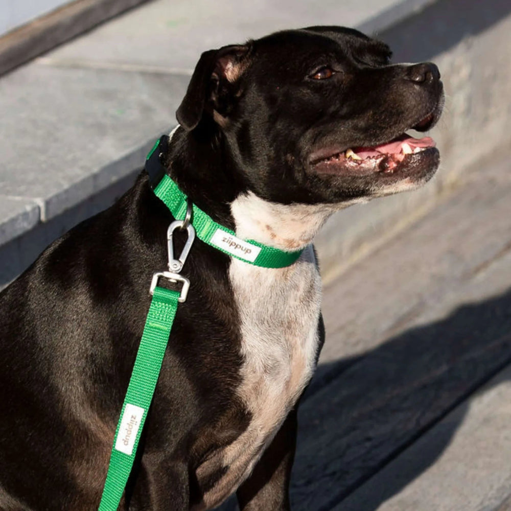 GREEN DOG Recycled Collar