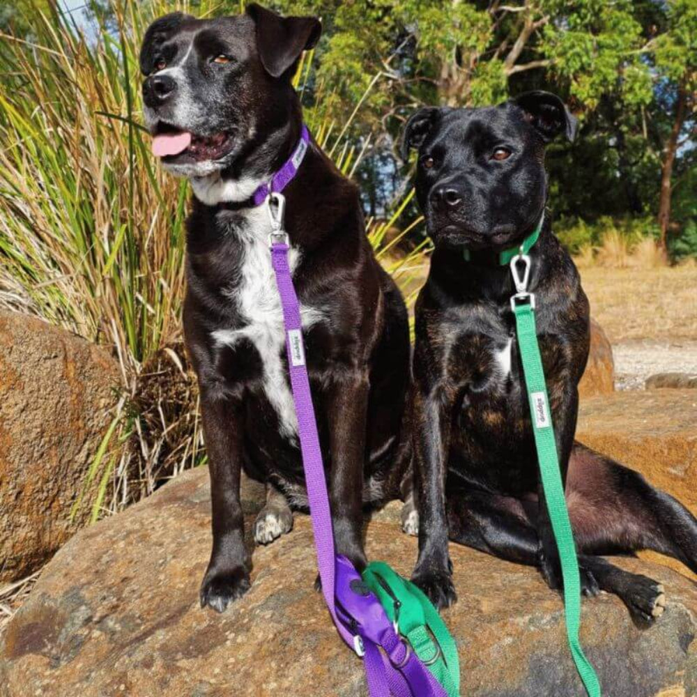 PURPLE DOG Recycled Collar