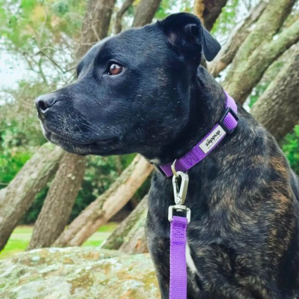 PURPLE DOG Leash with Built-in Poop Bag Holder